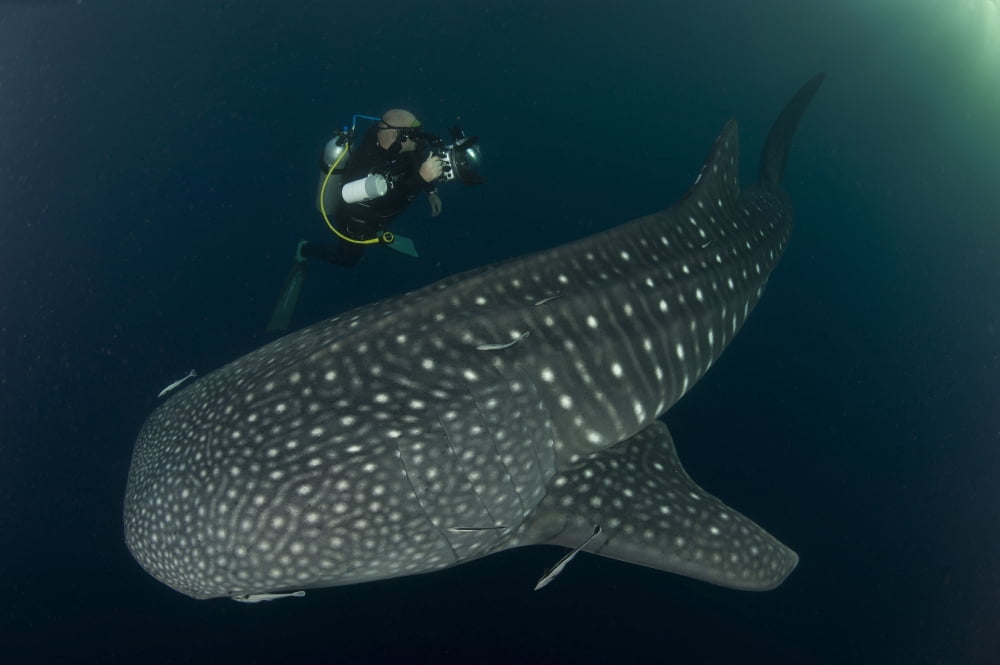 Scuba diver and whale shark Papua Indonesia Canvas Art - Steve JonesStocktrek Images (35 x 23)