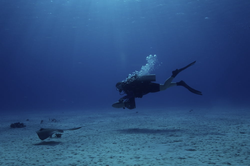 Scuba diver follows a stingray in the shallow sandy waters off the coast of Bonaire Canvas Art - Terry MooreStocktrek Images (35 x 23)