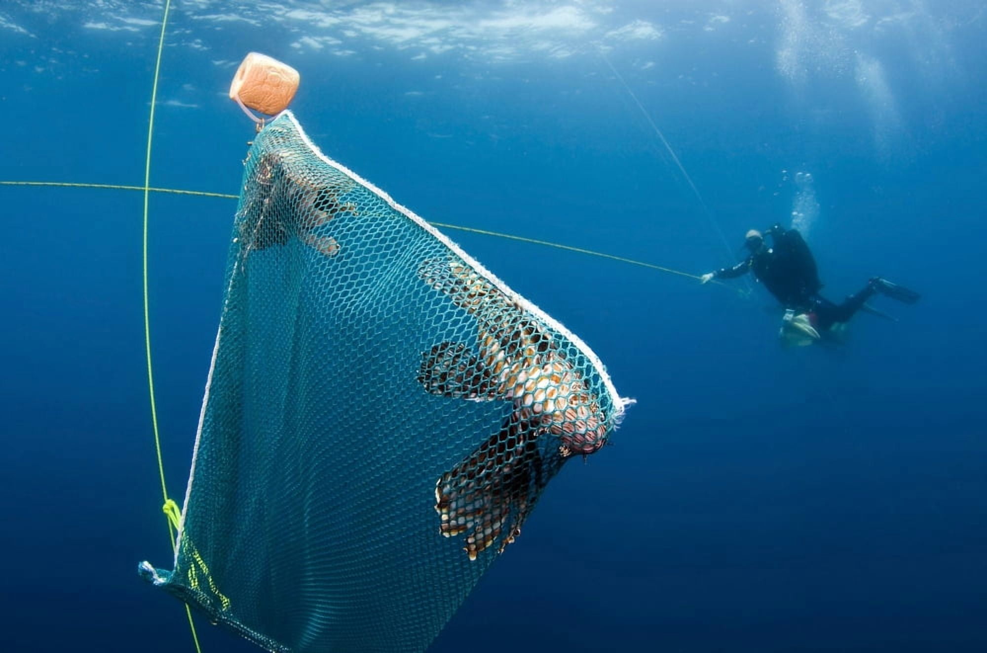 Scuba diver nets invasive Indo-Pacific lionfish off the coast of North Carolina Canvas Art - Karen DoodyStocktrek Images (18 x 12)