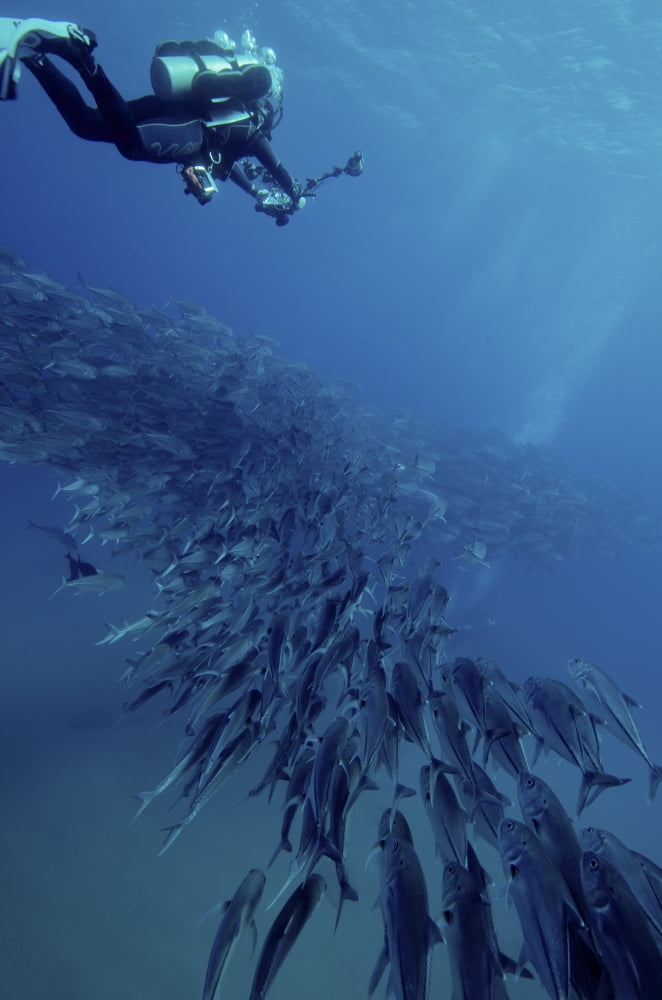 Scuba diver swimming over a massive school of jack fish Canvas Art - Brent BarnesStocktrek Images (12 x 17)