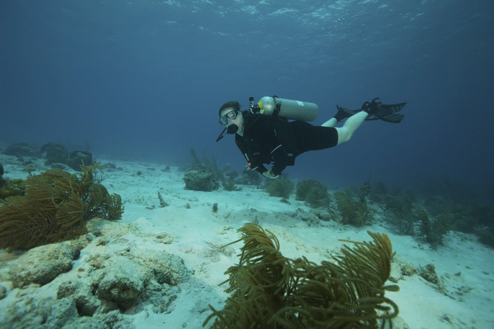 Scuba diver swimming underwater Bonaire Caribbea Netherlands Canvas Art - Terry MooreStocktrek Images (35 x 23)