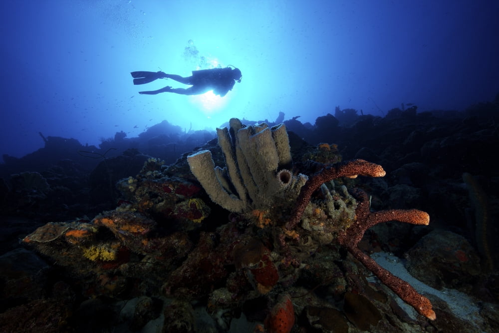 Scuba diver swims by some large sponges off the coast of Bonaire Canvas Art - Terry MooreStocktrek Images (18 x 12)