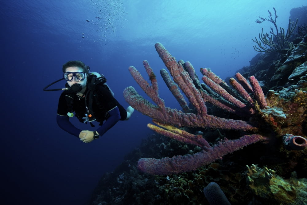 Scuba diver swims by some large sponges off the coast of Bonaire Canvas Art - Terry MooreStocktrek Images (18 x 12)