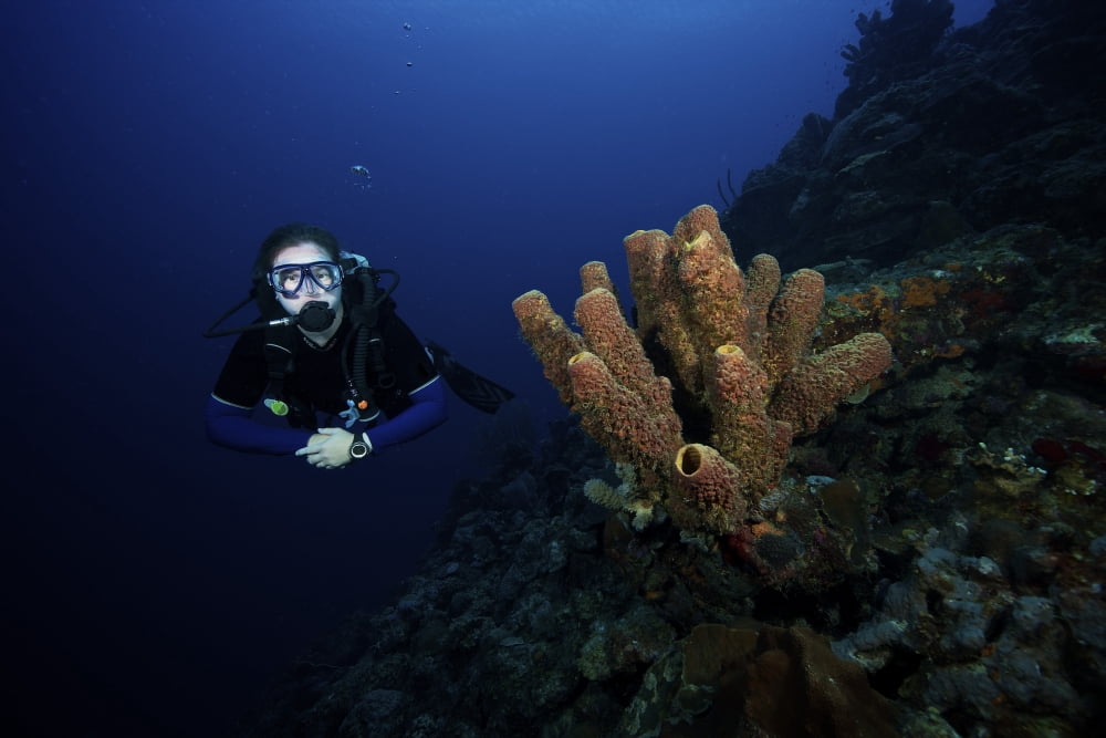 Scuba diver swims by some large sponges off the coast of Bonaire Canvas Art - Terry MooreStocktrek Images (35 x 23)