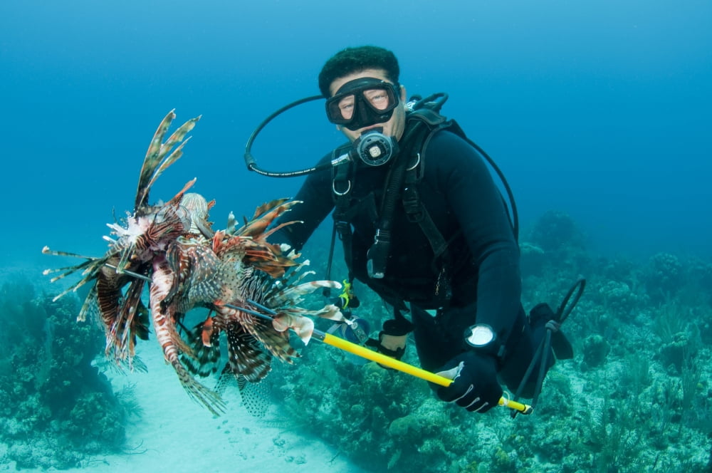 Scuba diver with spear of invasive Indo-Pacific LIonfish in Caribbean sea Canvas Art - Karen DoodyStocktrek Images (35 x 23)