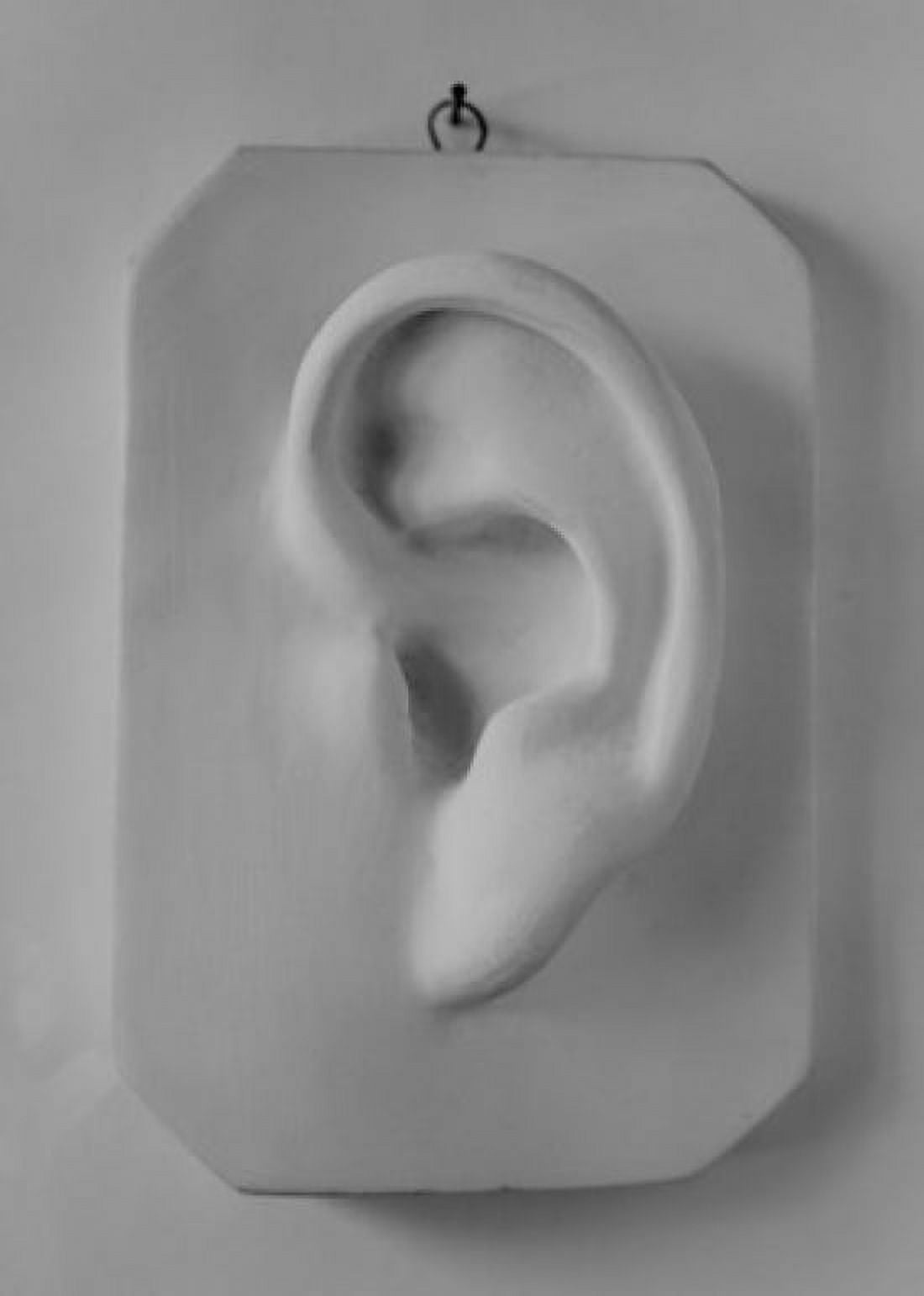 Sculpture in shape of ear Canvas Art - (18 x 24)