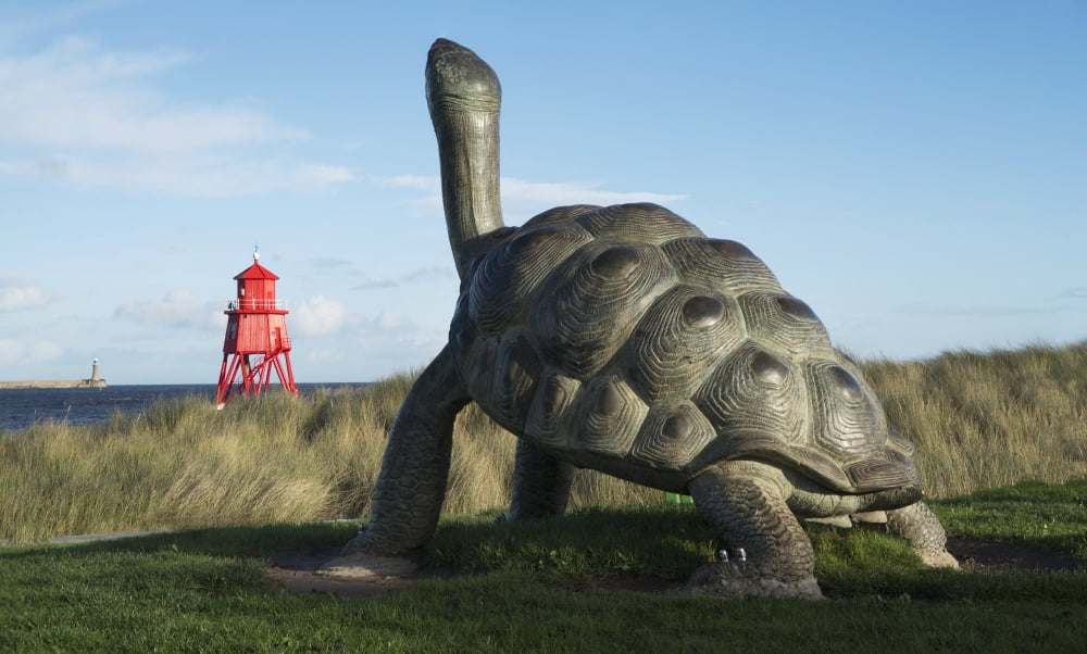 Sculpture of a turtle and the Herd Groyne Lighthouse South Shields Tyne and Wear England Canvas Art - John Short Design Pics (20 x 12)