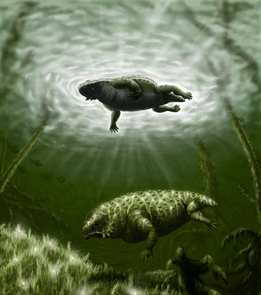 Scutosaurus karpinskii in prehistoric waters Canvas Art - Yuriy PriymakStocktrek Images (27 x 30)