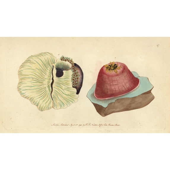 Sea Anemone Or Anemone Actinia, Actinia Anemone Poster Print By ® Florilegius Mary Evans (36 X 24)
