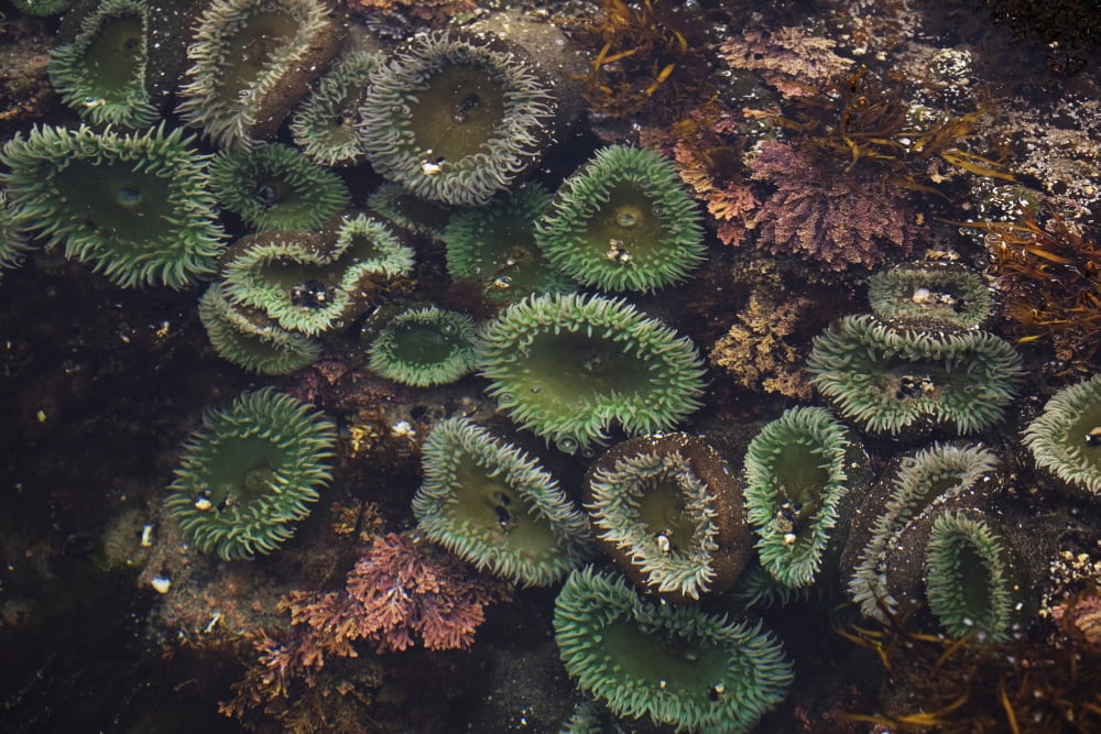 Sea Anemones Underwater Cape Perpetua Oregon United States of America Canvas Art - Michael Interisano Design Pics (38 x 24)