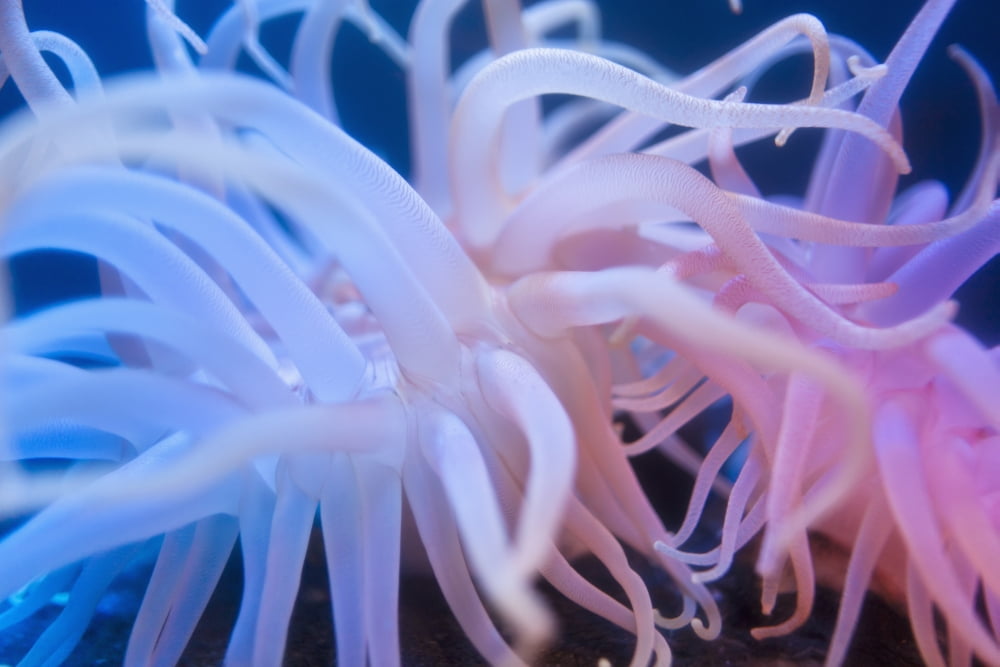 Sea Anenome On Display At The Alaska Sealife Center In Seward Southcentral Alaksa Usa Canvas Art - Kevin Smith Design Pics (38 x 24)