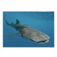 thumbnail image 1 of Sea Animals Cutting Board, Whale Shark Swimming Predators Hunter Clear Water Under the Sea Picture Print, Decorative Tempered Glass Cutting and Serving Board, Small Size, Dimgray Blue, by Ambesonne, 1 of 1