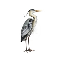 Sea Bird V, Animals Unframed Art Print Wall Art by Grace Popp Sold by Art.Com
