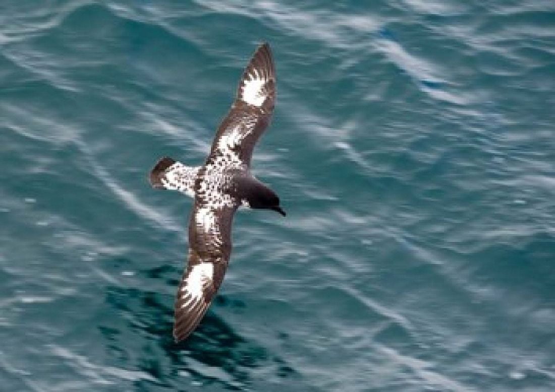Sea Bird of Cape Petrel Antarctica Canvas Art - Michael DeFreitas DanitaDelimont (35 x 25)