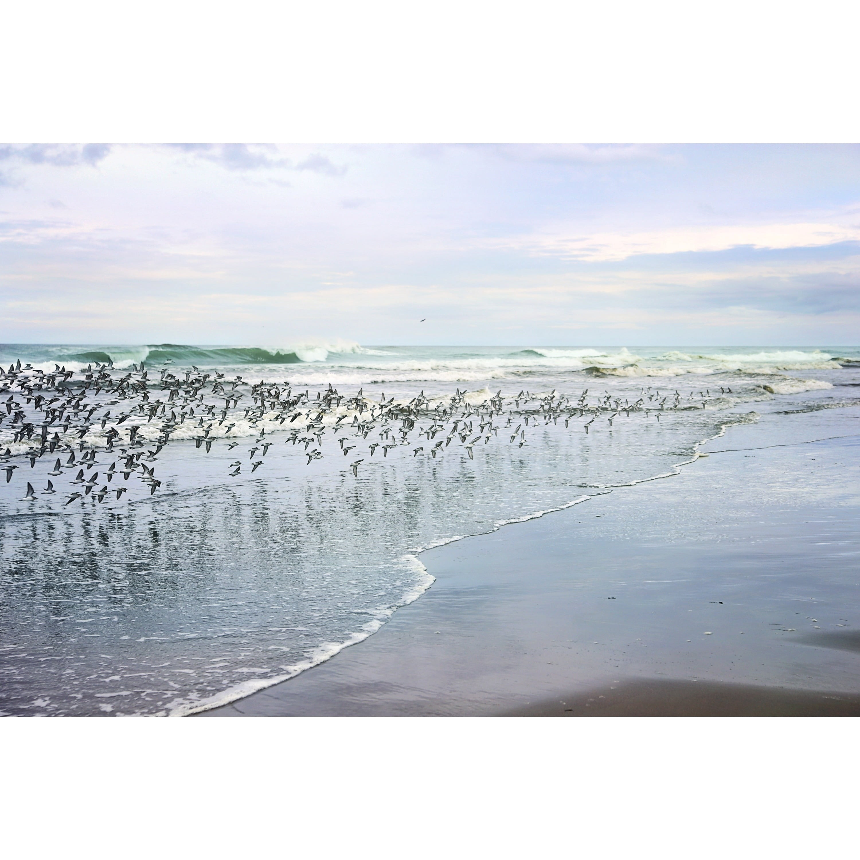 "Sea Birds" Painting Print on Wrapped Canvas