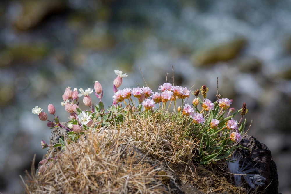 Sea Campion Silene uniflora Iceland Canvas Art - Panoramic Images (36 x 12)