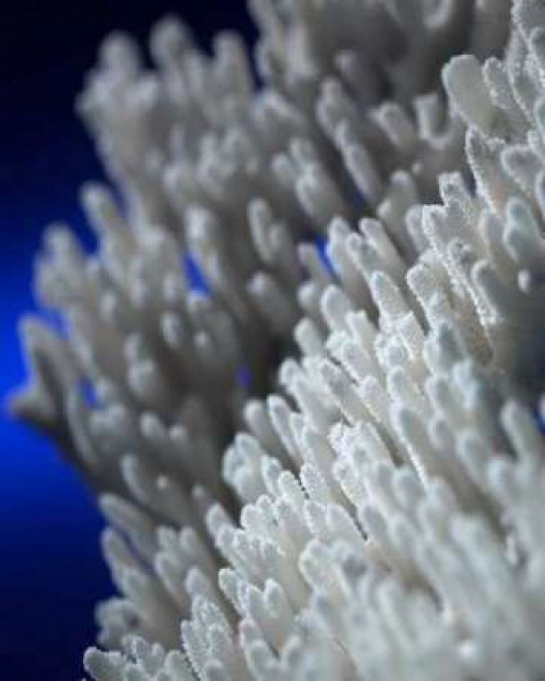Sea Coral II Canvas Art - Scott Larson (20 x 24)
