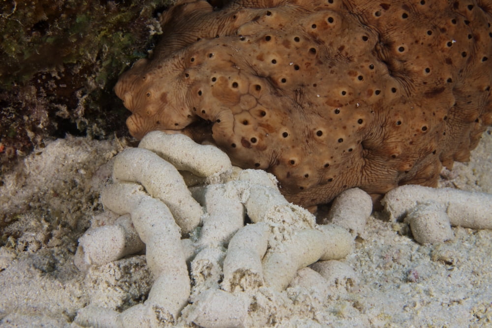 Sea Cucumber and its faeces Canvas Art - Terry MooreStocktrek Images (35 x 23)