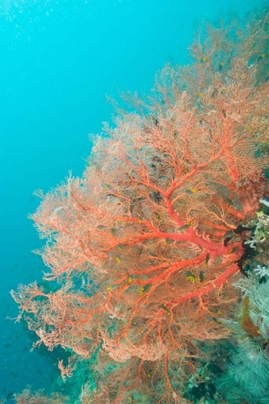 Sea Fan Raja Ampat region Papua Indonesia Canvas Art - Stuart Westmorland DanitaDelimont (24 x 36)