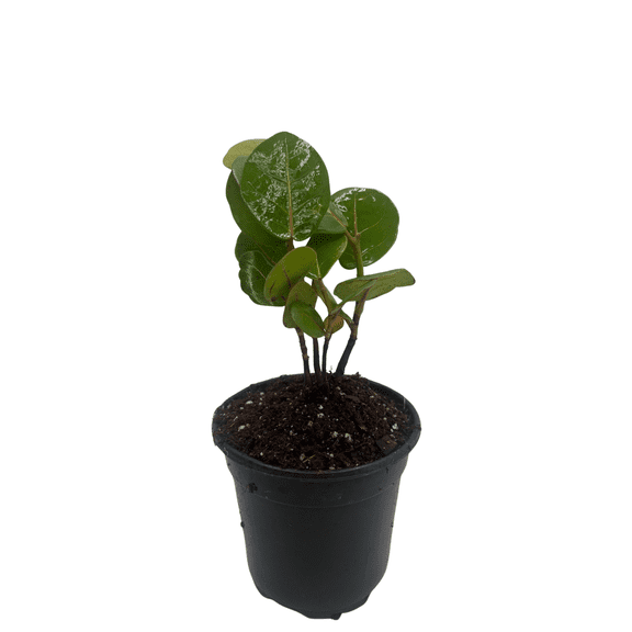 Sea Grape Tree - Coccoloba uvifera - 4" Pot - Live Tropical Houseplant