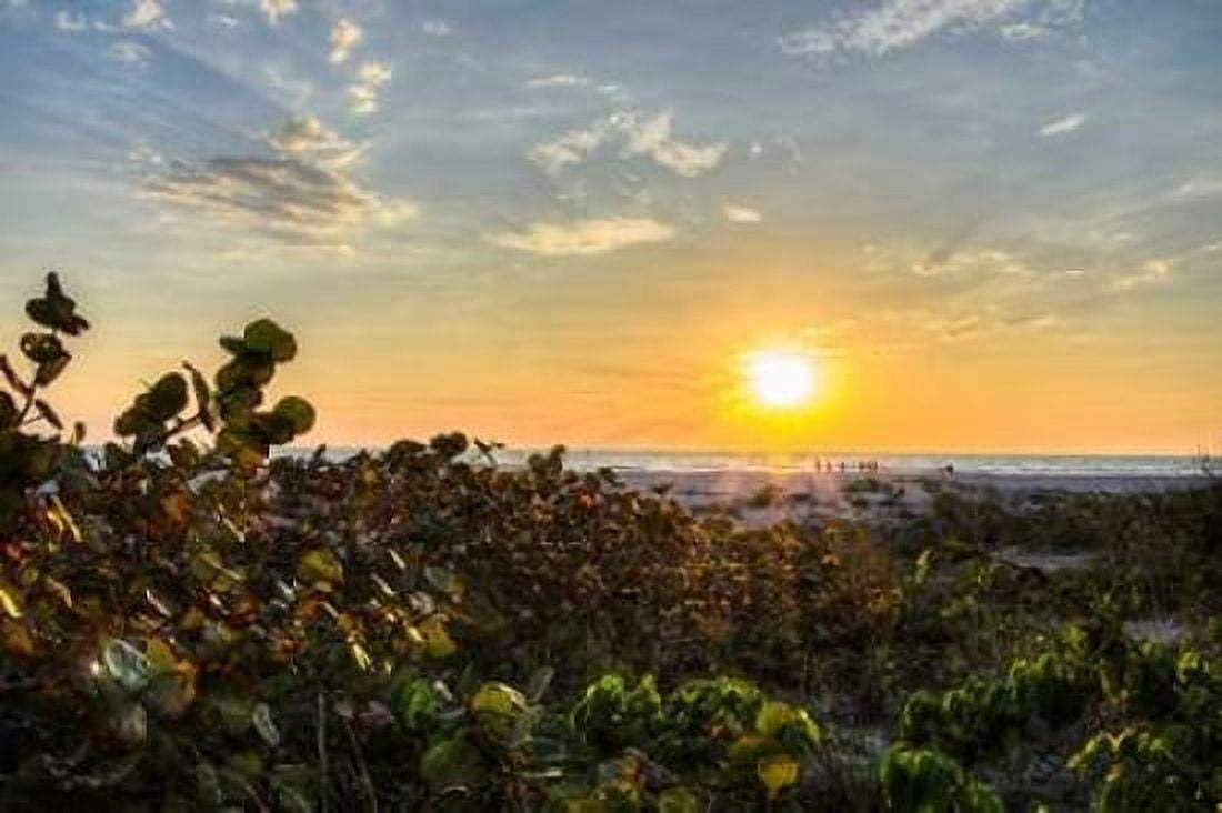 Sea Grapes at Sunset Canvas Art - Chuck Burdick (12 x 18)