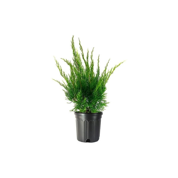 Sea Green Juniper - 1 Live Gallon Size Plant - Juniperus Chinensis - Drought Tolerant Cold Hardy Evergreen Border Screening Shrub