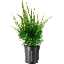 Sea Green Juniper - 1 Live Gallon Size Plant - Juniperus Chinensis ...