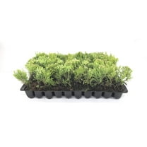 Sea Green Juniper - 20 Live Plants - Juniperus Chinensis - Hardy Evergreen Privacy Screen