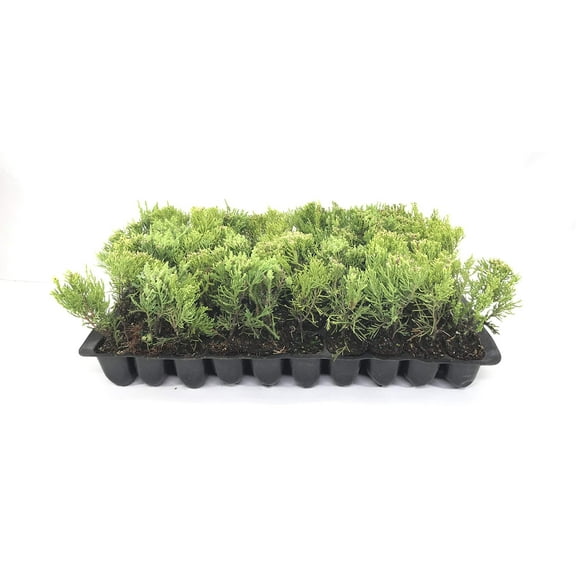 Sea Green Juniper - 30 Live Plants - Juniperus Chinensis - Hardy Evergreen Privacy Screen