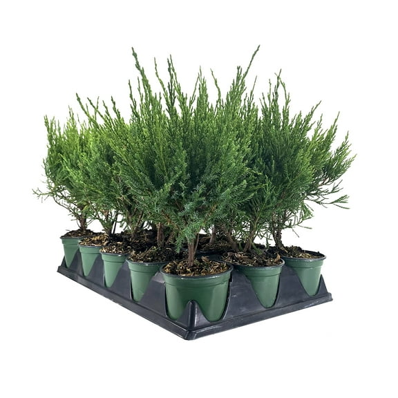 Sea Green Juniper - 5 Live 4 Inch Pots - Juniperus Chinensis - Drought Tolerant Cold Hardy Evergreen Border Screening Plant