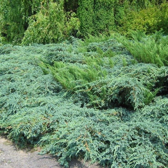 Sea Green Juniper - Juniperus chinensis 'Sea Green'