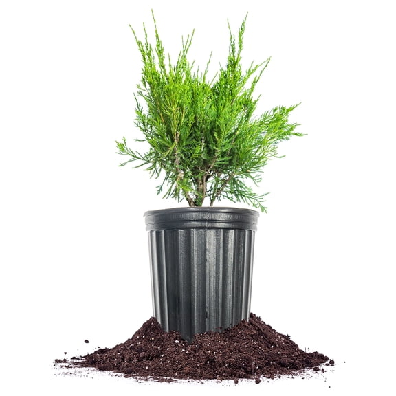 Sea Green Juniper in 1 Gal. Grower's Pot - Evergreen & Low Maintenance Shrub