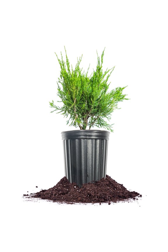 Sea Green Juniper in 1 Gal. Grower's Pot - Evergreen & Low Maintenance Shrub