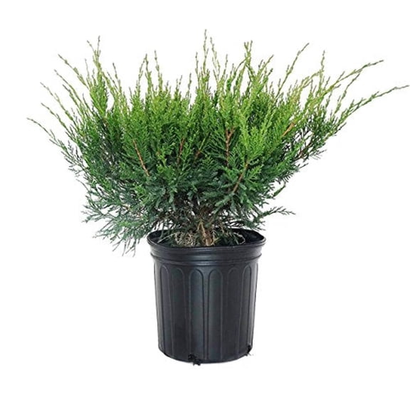Sea Green Juniper