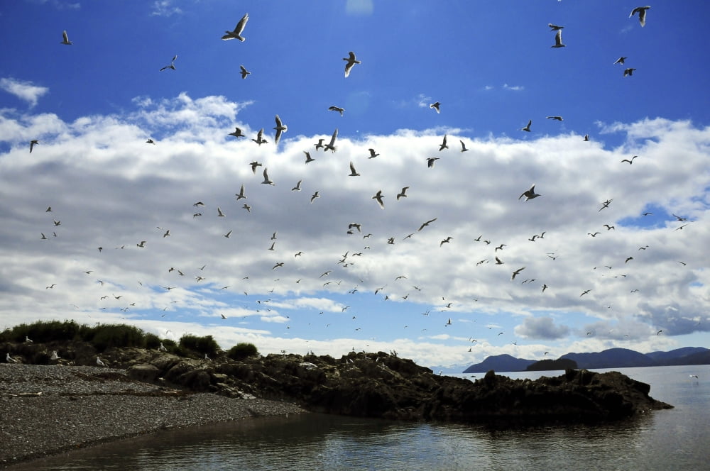 Sea Gulls Flying Above The Shoreline Of Prince William Sound Alaska Canvas Art - Bill Rome Design Pics (17 x 11)