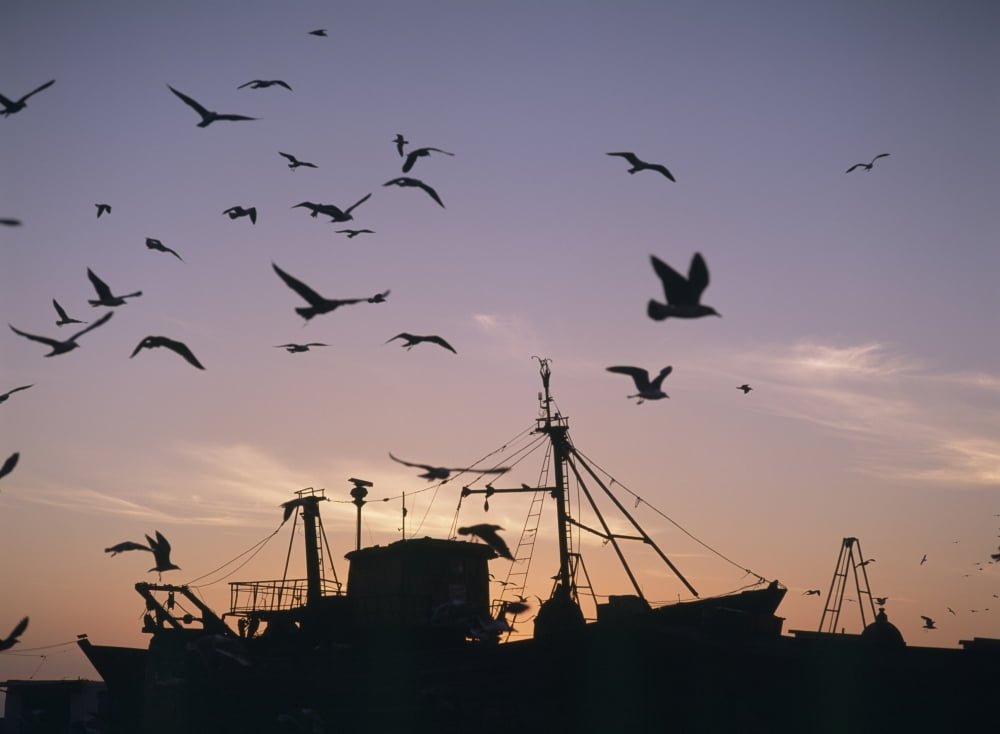 Sea Gulls Flying Over Fishing Boats At Dusk In The Harbor Canvas Art - Ian Cumming Design Pics (36 x 26)