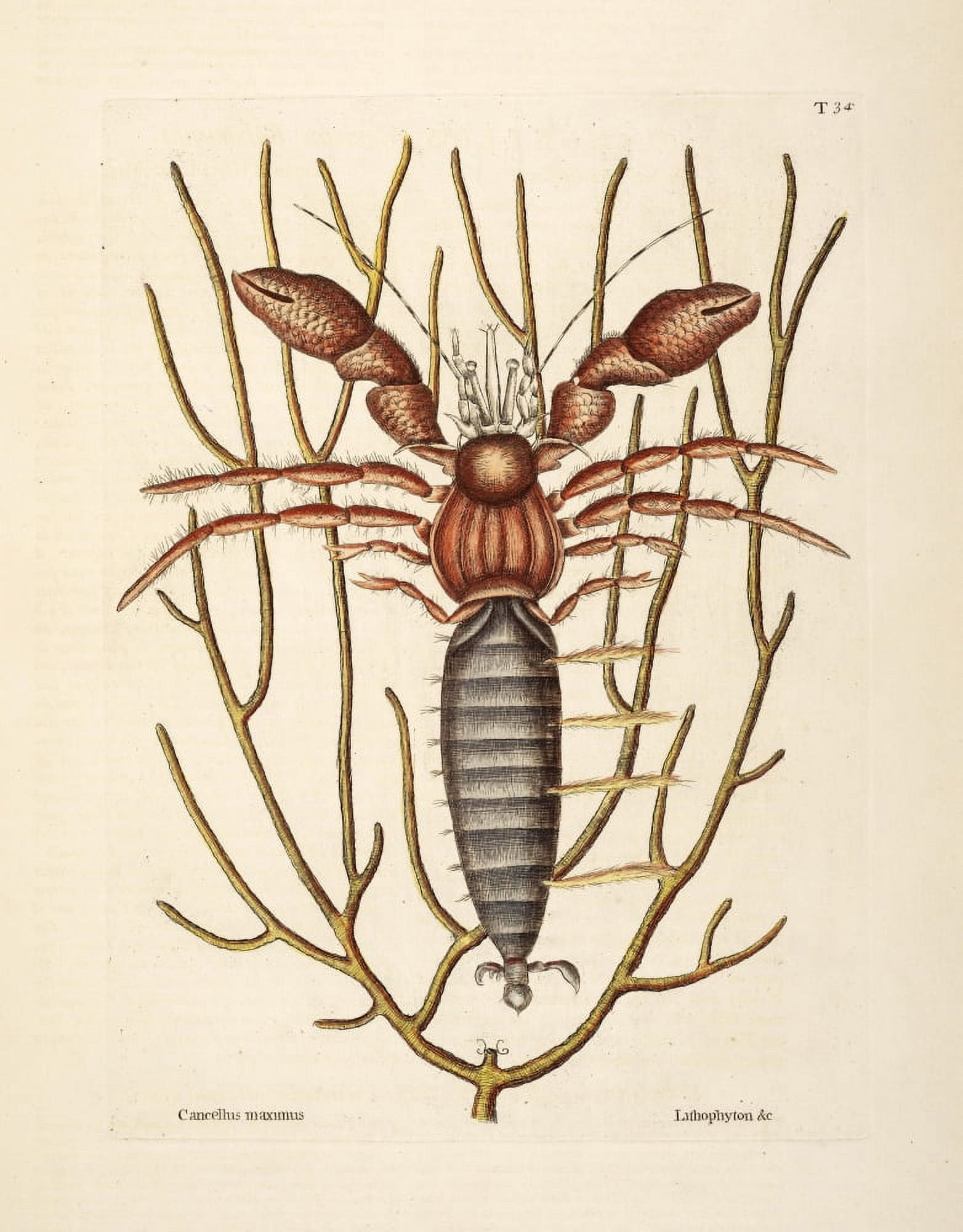 Sea Hermit-crab Canvas Art - Mark Catesby (24 x 36)