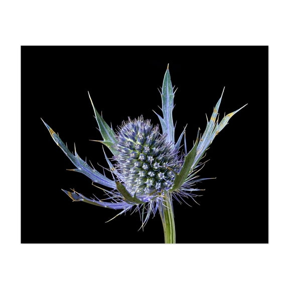 Sea Holly Eryngium - Photography Botanical Floral Nature Flowers Garden Abstract Minimalist Unframed Wall Art Print 36 x 48 inches