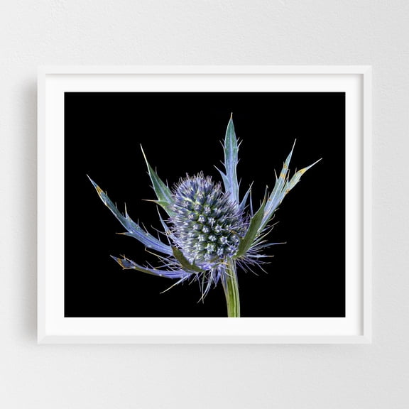 Sea Holly Eryngium - Photography Botanical Floral Nature Flowers Garden Abstract Minimalist White Framed Wall Art Print 18 x 24 inches