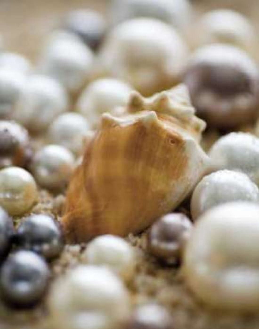 Sea Jewels III Canvas Art - JeffBoyce MaiharaWatt (22 x 28)