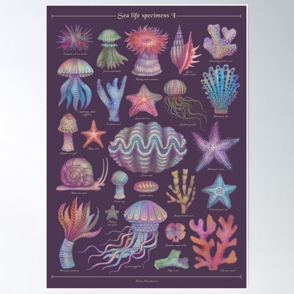 Sea Life Specimens I Poster Wall Art, Modern Wall Decor For Living Room Bedroom, 8x12 UNFRAMED