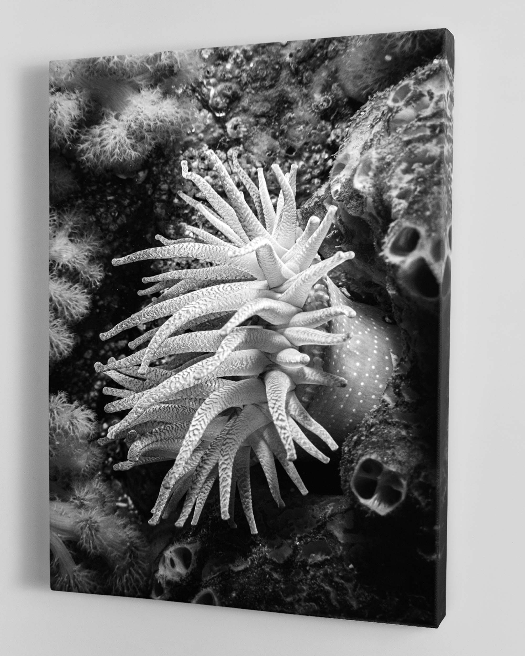 Sea Life Wall Art Sea Anemone Underwater Print
