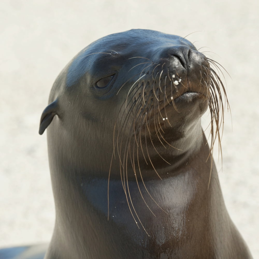 Sea Lion Galapagos Equador Canvas Art - Keith Levit Design Pics (15 x 15)