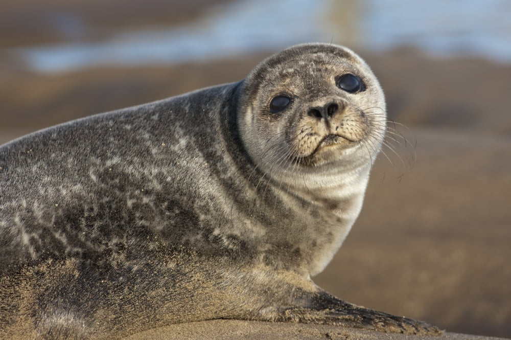 Sea Lion (Otariidae) Holy Island Northumberland England Canvas Art - John Short Design Pics (19 x 12)
