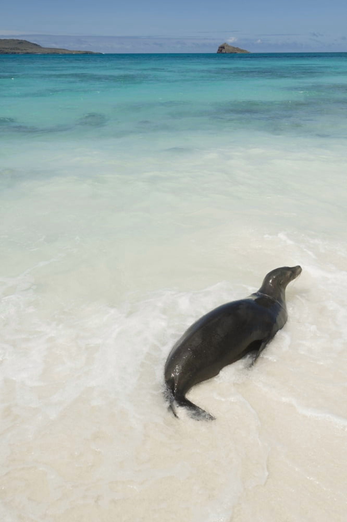 A Sea Lion (Otariidae) In The Shallow Water With Its Belly On The White Sand In Gardner Bay Galapagos Equador Canvas Art - Keith Levit Design Pics (12 x 19)