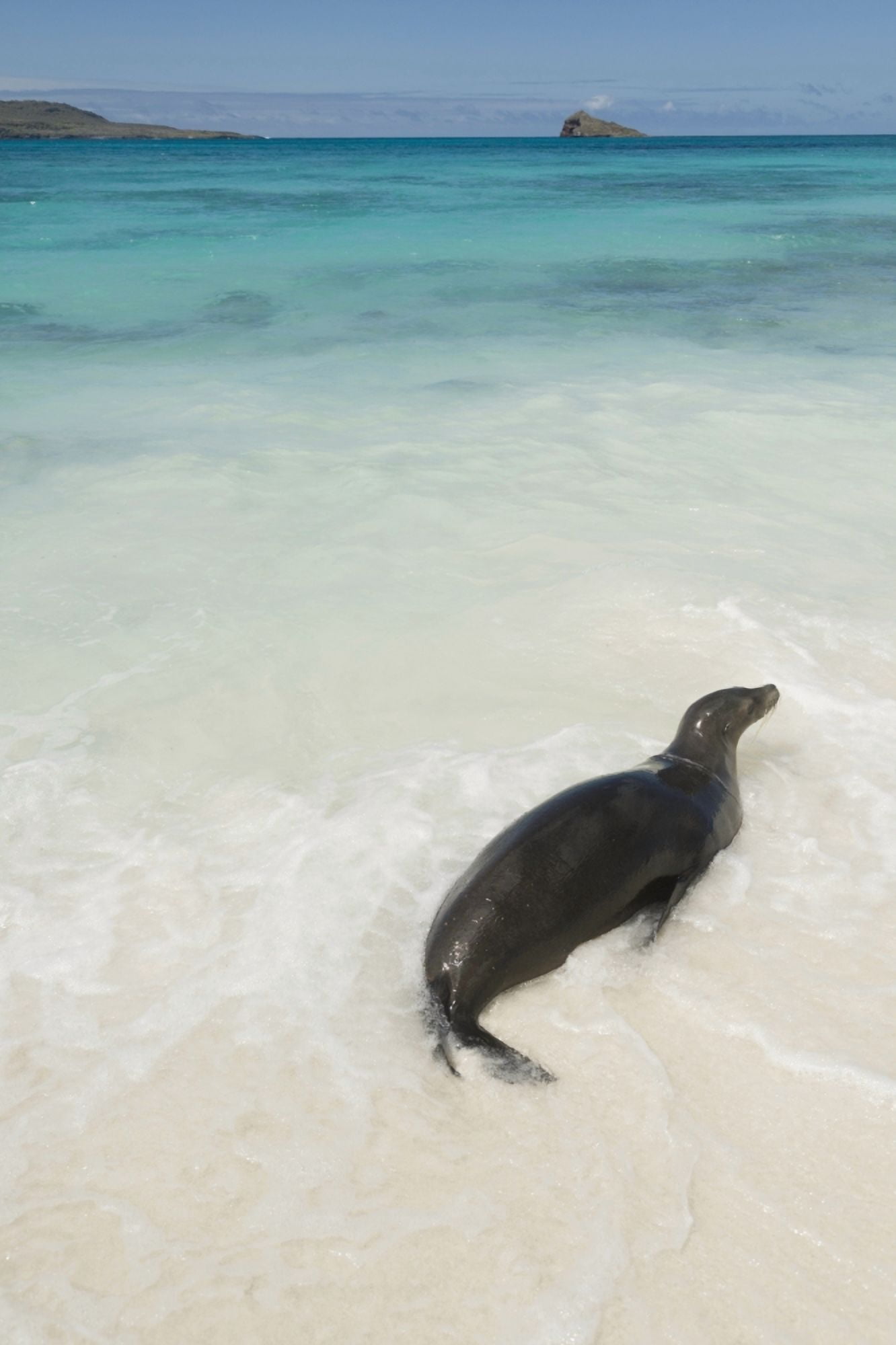 A Sea Lion (Otariidae) In The Shallow Water With Its Belly On The White Sand In Gardner Bay Galapagos Equador Canvas Art - Keith Levit Design Pics (24 x 38)