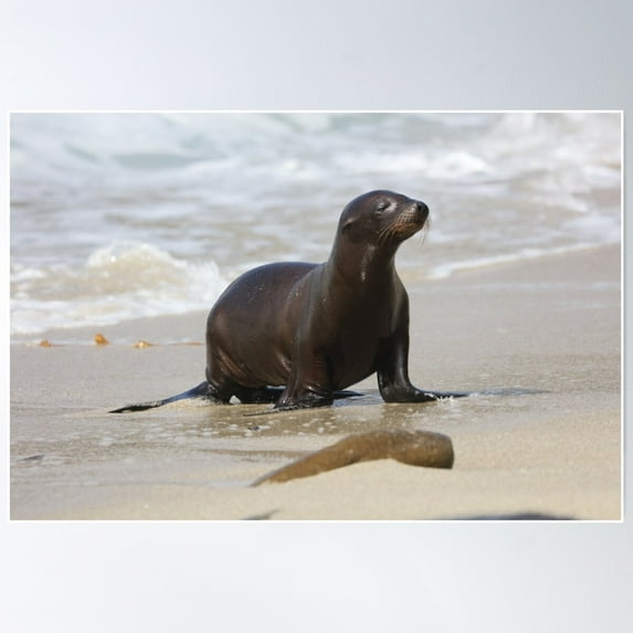 Sea Lion Poster Wall Art, Modern Wall Decor For Living Room Bedroom, 12x18 UNFRAMED
