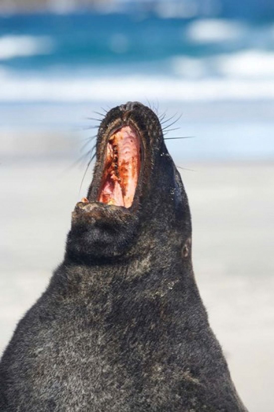 Sea Lion Sandfly Bay Otago South Island New Zealand Canvas Art - David Wall DanitaDelimont (24 x 35)