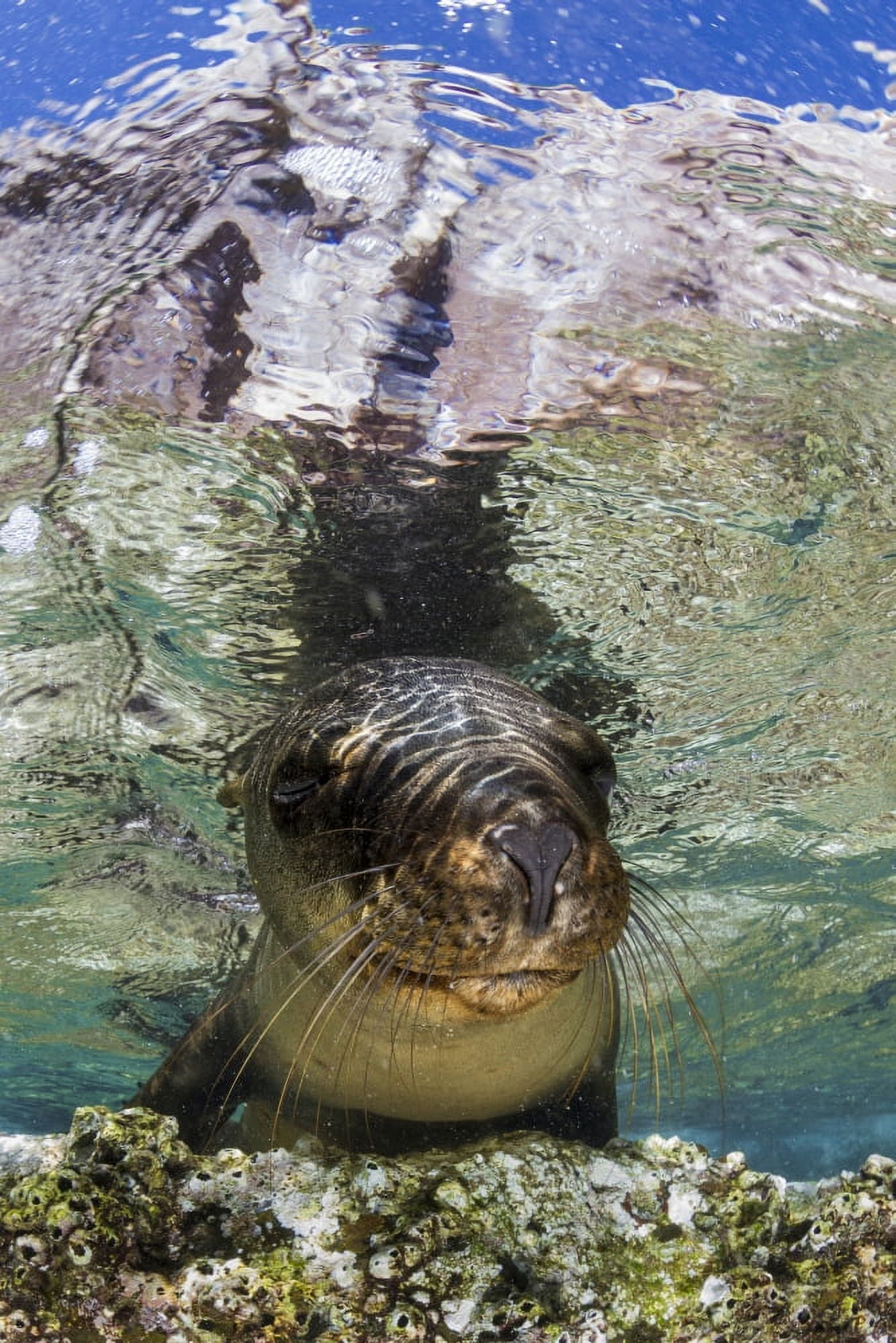 Sea Lion portrait Los Islotes La Paz Mexico Canvas Art - Todd WinnerStocktrek Images (23 x 35)