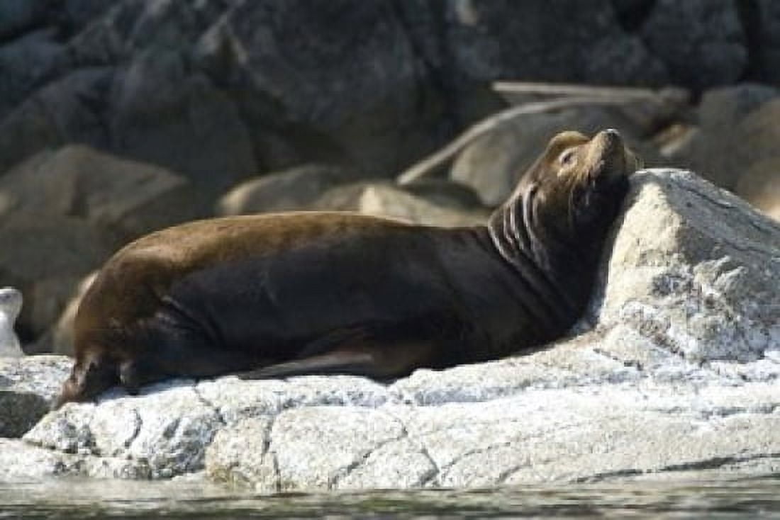 Sea Lions Batley Island Pacific Rim British Columbia Canvas Art - Roddy Scheer DanitaDelimont (36 x 24)